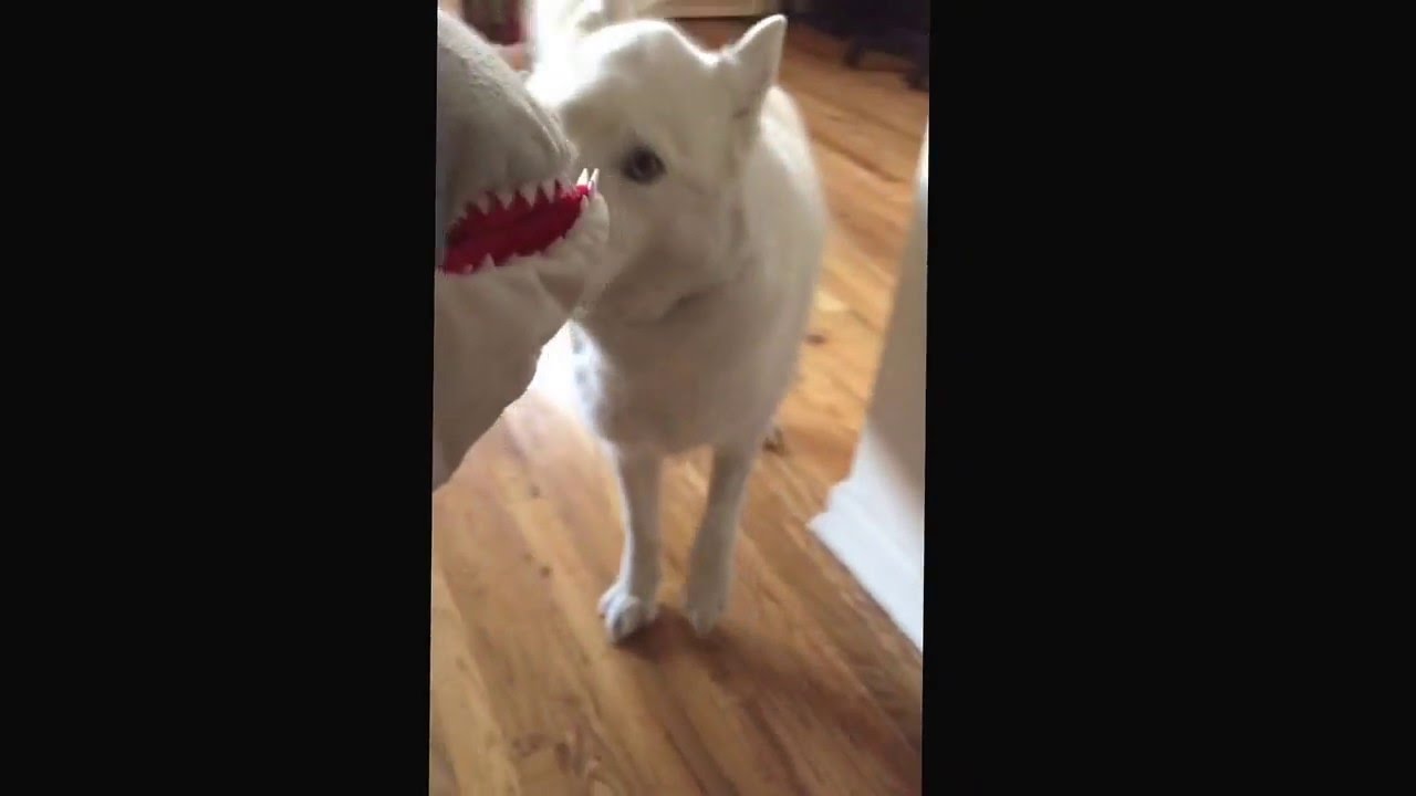 Siberian Husky Kira vs Shark