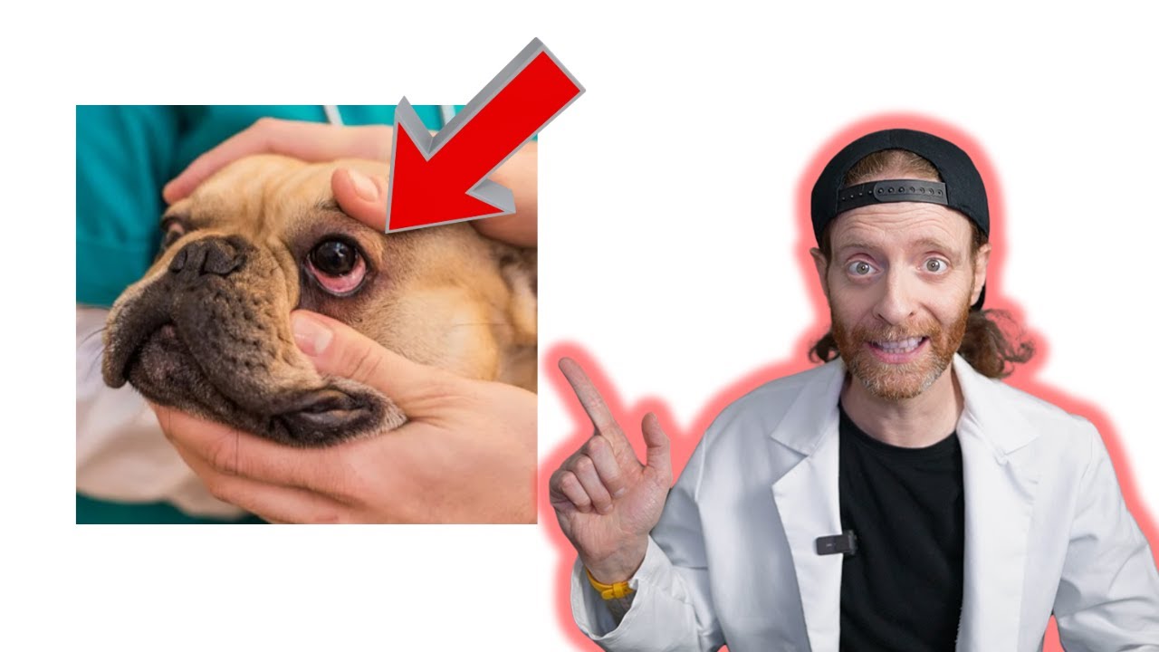 Flat Collars Are Dangerous !!! Veterinarian Explains