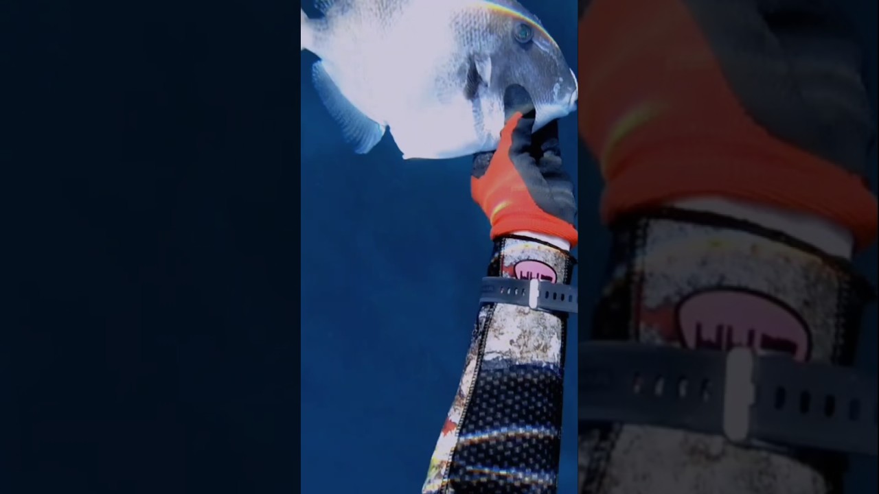 Pesce balestra e muggine.                                #fishing #pescasub #spearfishing #deepblue