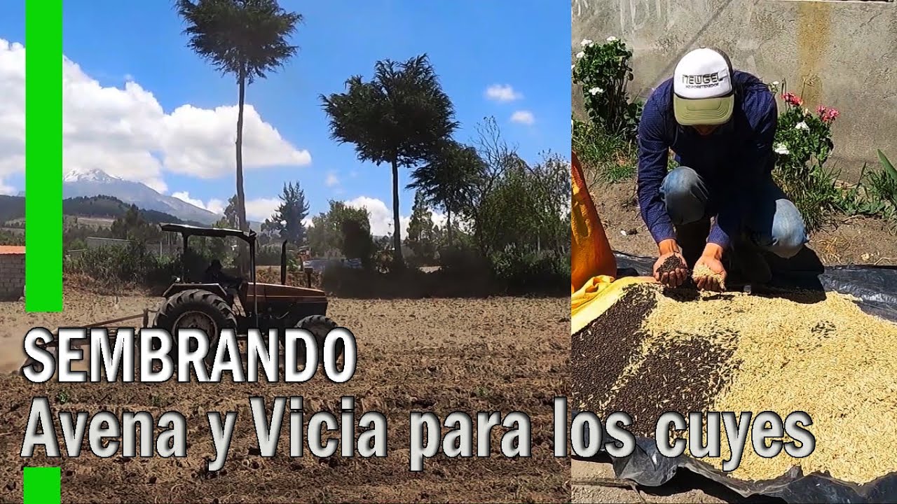 ASÍ ES CÓMO SEMBRAMOS AVENA CON VICIA PARA LOS CUYES