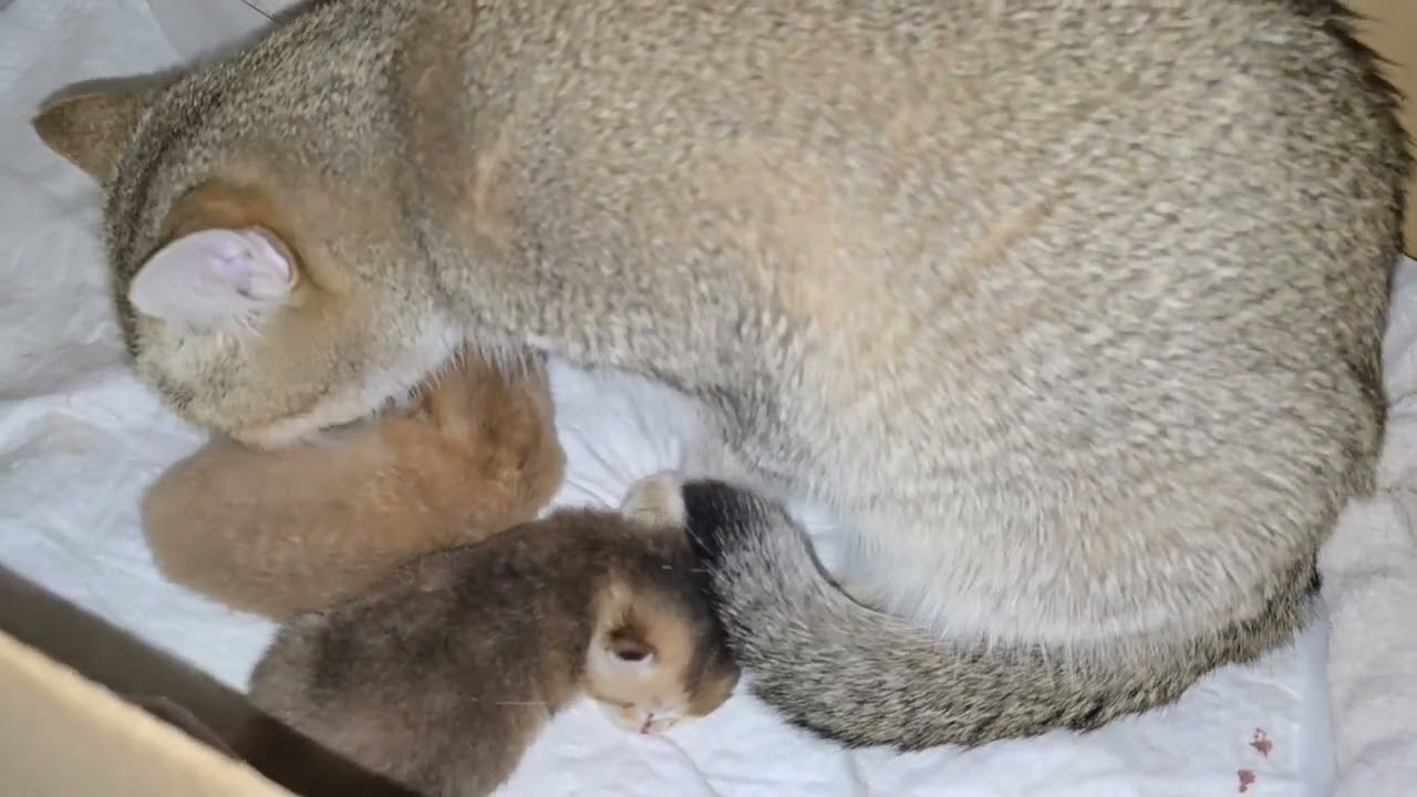 Day 6 With Newborn Kittens 🐾 Calm & Cozy Kitten Moments (Relaxing Music)