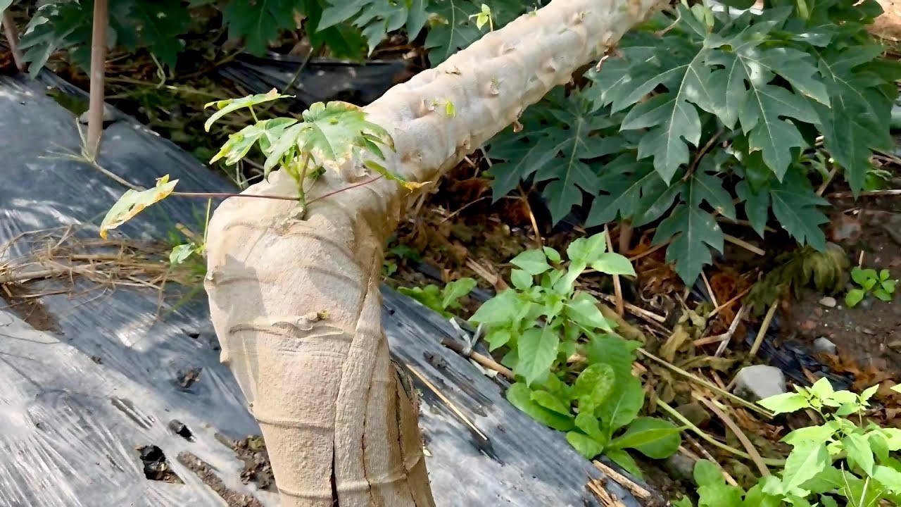 1 Year 6 Months Papaya Tree, Hinihiwa bago e Bend, Hindi ba Mamamatay? Pano dadami ang Bunga?