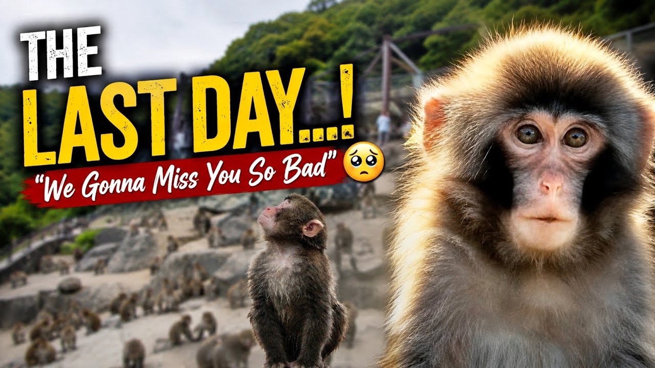 PUNCH&rsquo;S LAST DAY AT MONKEY MOUNTAIN&hellip; What Happens Next? Punch, We Gonna Miss You So Bad🐒🥺