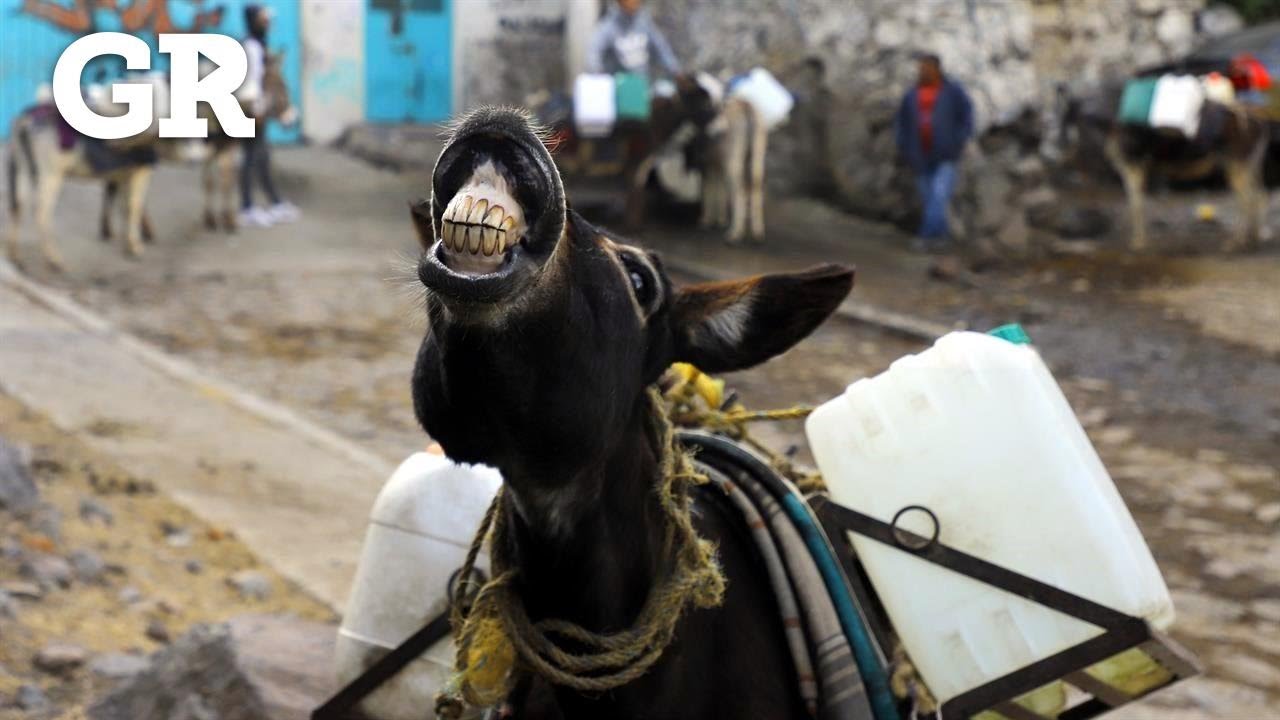 Los burros del agua