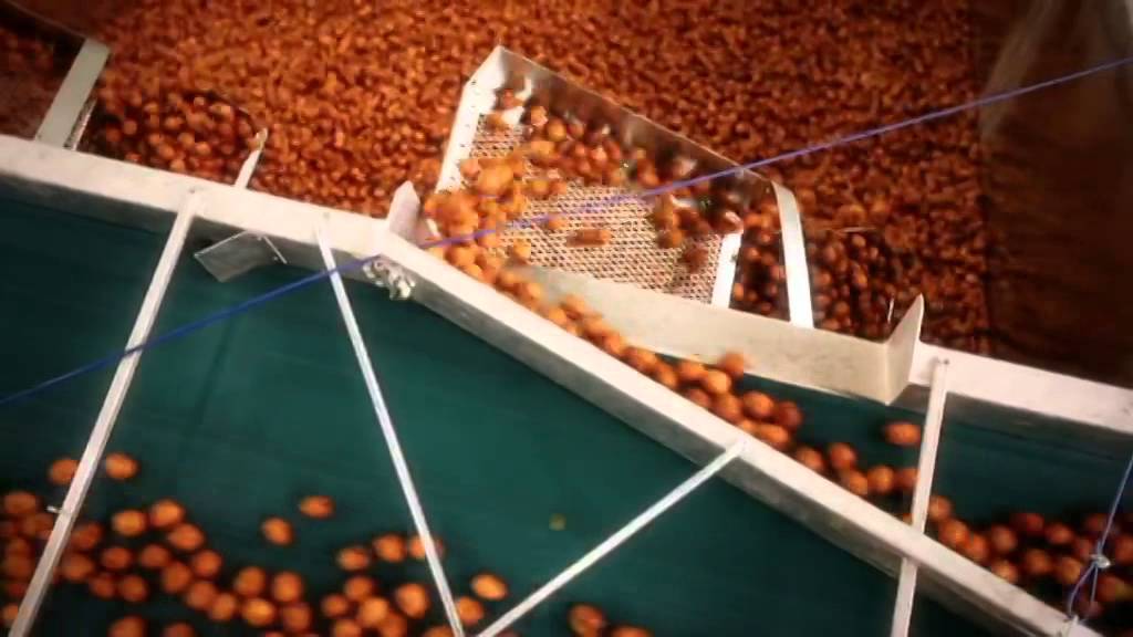 Australian walnut production is growing at a cracking pace.