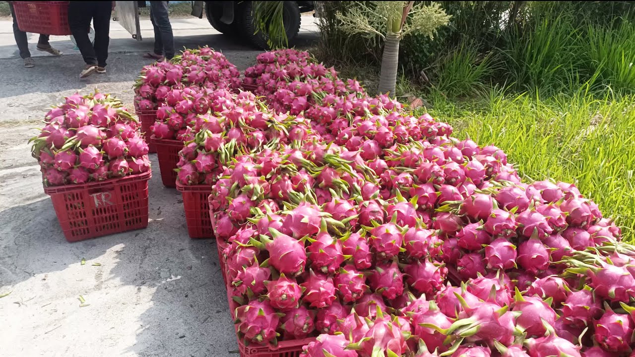 Harvesting dragon fruit in my hometown