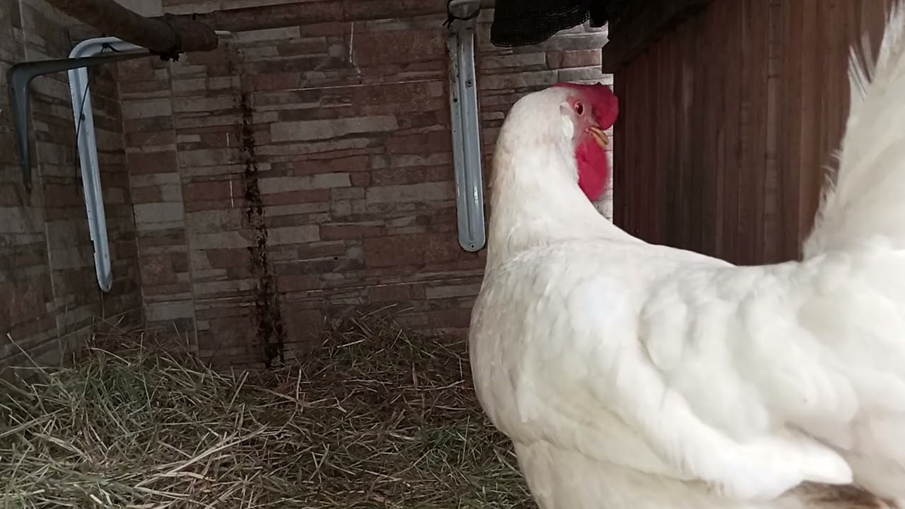 Mi Frasca y mi Frasquita. La Frasquita poniendo el huevo y la Frasca revisándolo 😂😂🐓🥚🐔
