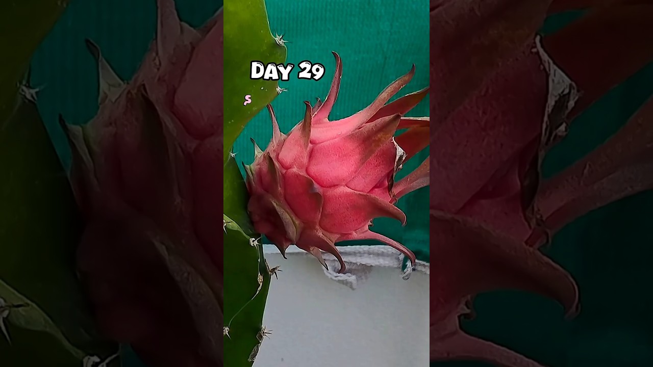 🌵Dragon fruit flower to fruit in just 30 days 🌸🍈 | Time-Lapse stages #dragonfruit #shorts