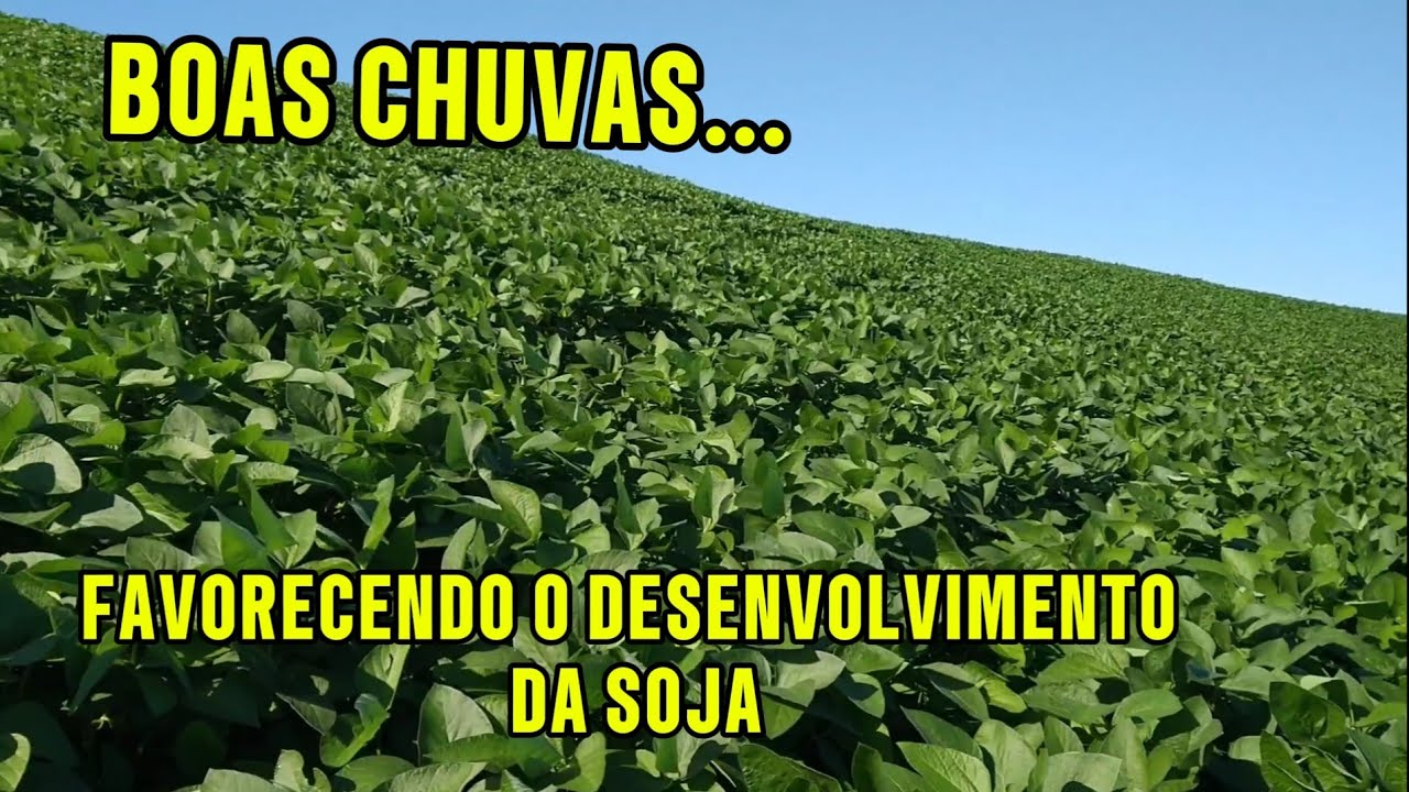 🌱SAFRA 25/26: BOAS CHUVAS FAVORECENDO O DESENVOLVIMENTO DA SOJA EM NOSSA REGIÃO 