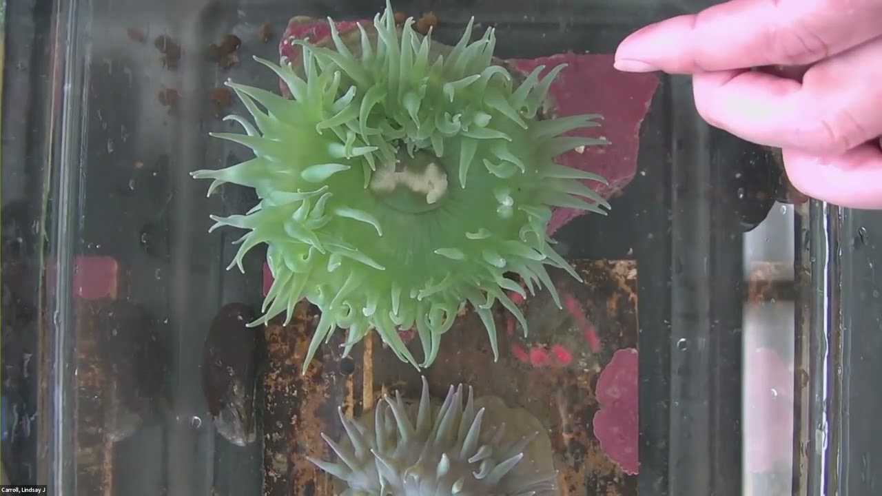 Sea Anemone   Live Animal Interaction   Marine Science Day 2022