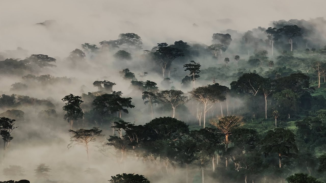 LE POUMON VERT DE L'AFRIQUE : Le combat inédit des écogardes entre traditions, nature et résistance