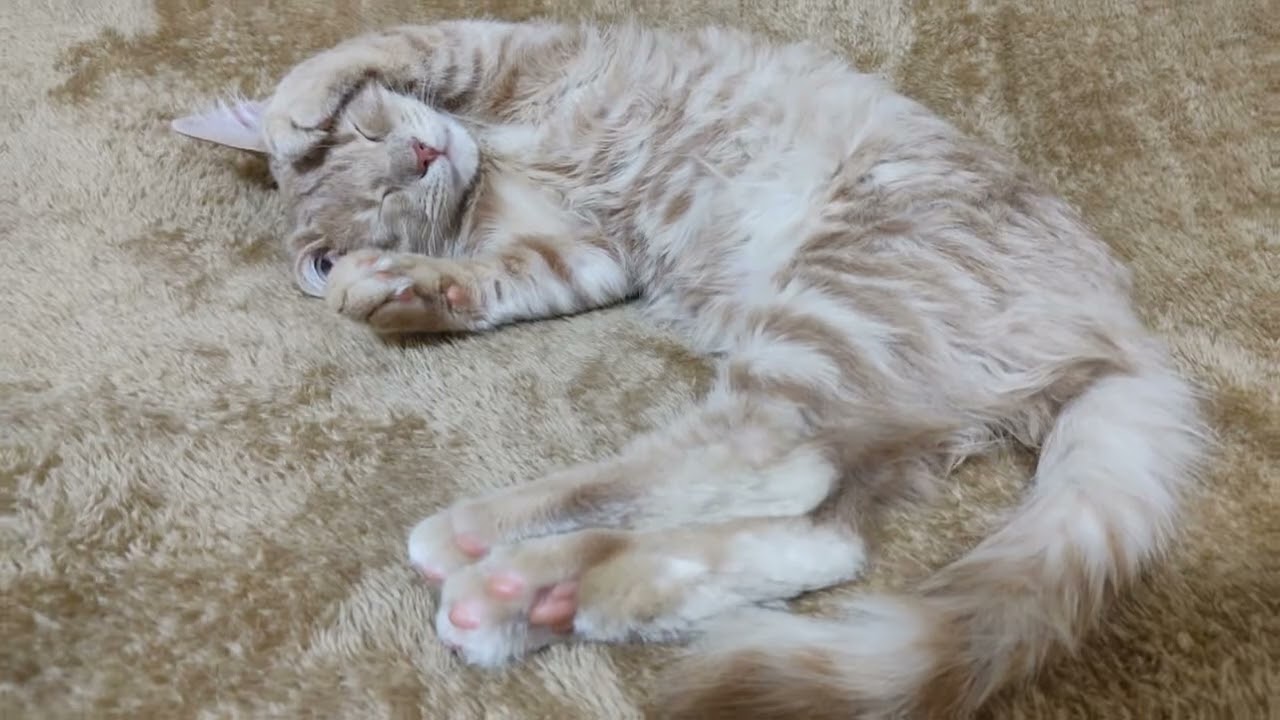Барсик