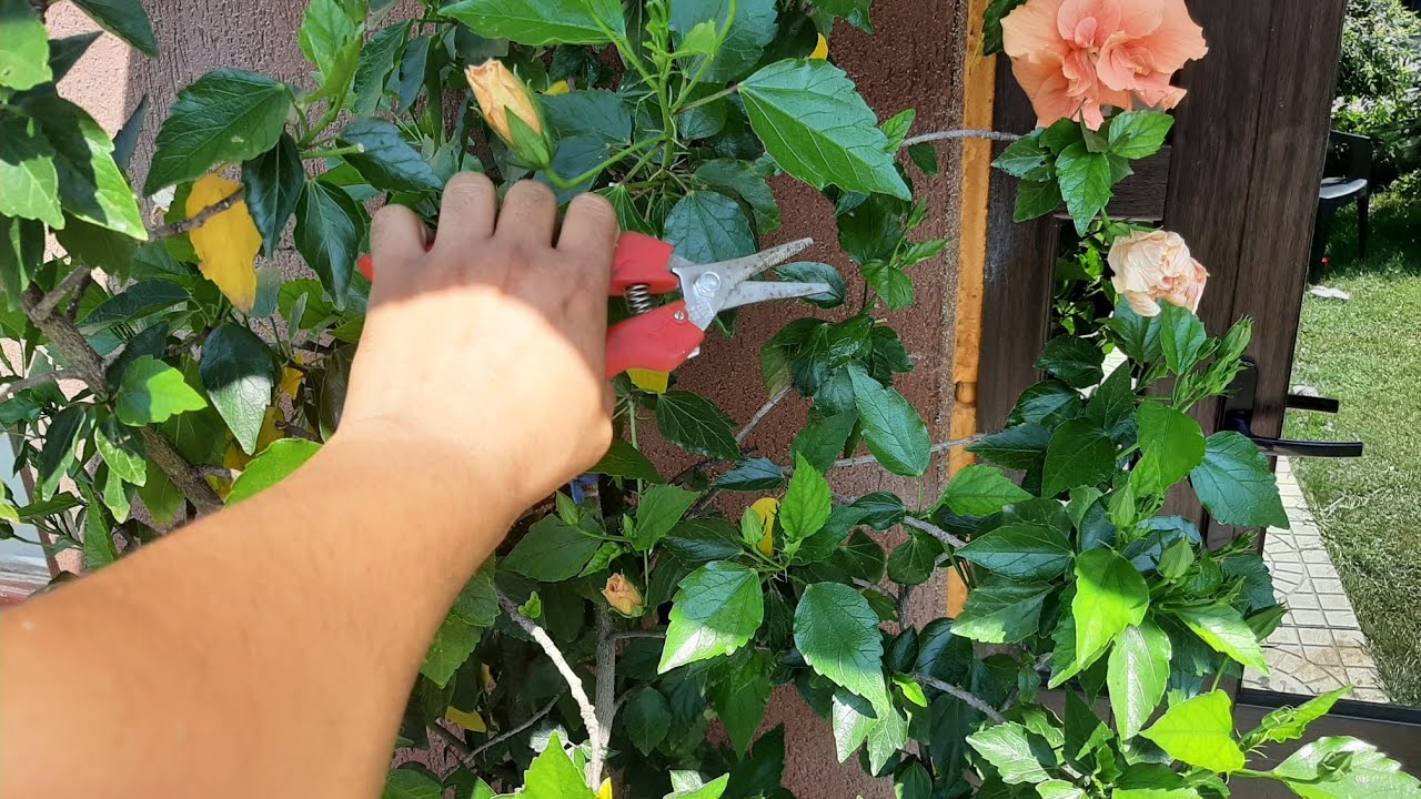 Cea mai rapida și simpla metoda de înmulțire a trandafirilor japonezi 🥀🥀🥀