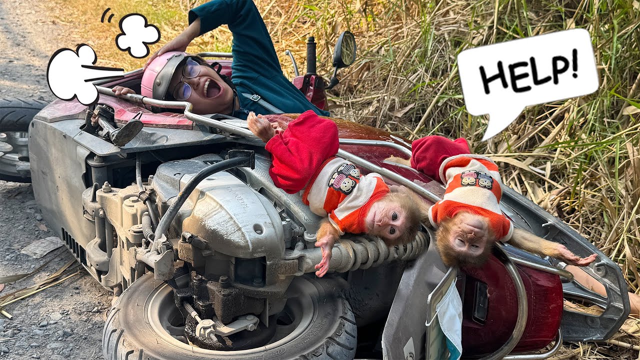 Terrifying incident! Lucky and Sunny were involved in a dangerous accident while out with Mom!