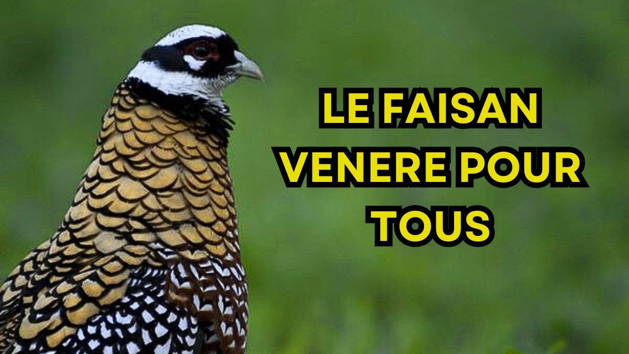 LE FAISAN VENERE POUR TOUS