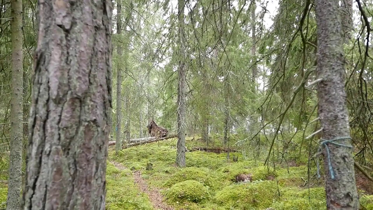 Gällnö Byholmen Sept 2019