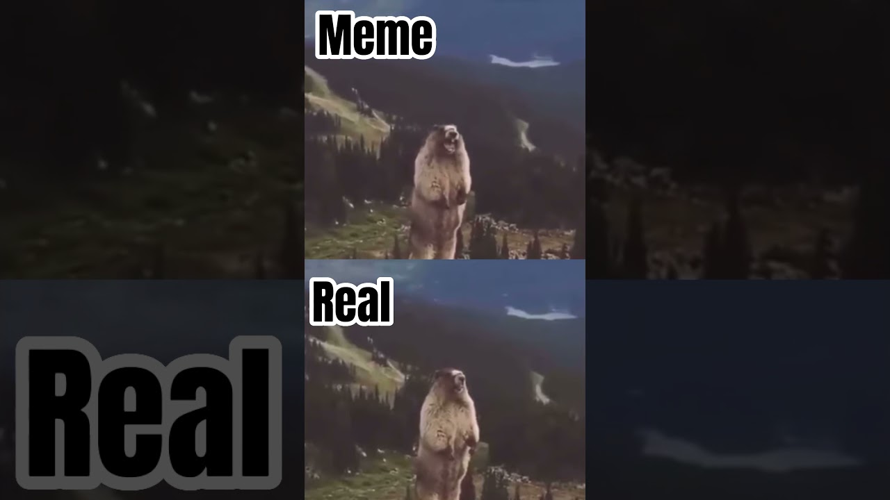 Marmot screaming Meme vs Original
