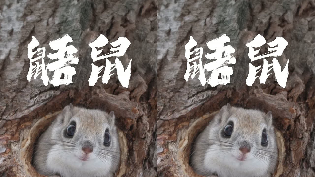 請注意，前方高能，萌獸出沒！ #動物解說 #西伯利亞鼯鼠 #一代人有一代人的 #动物 #神奇动物 #世界之最 #昆蟲 #自然