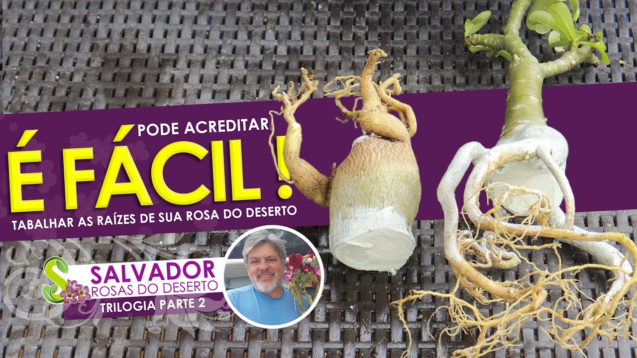 APRENDA A TRABALHAR AS RAÍZES DE SUA ROSA DO DESERTO DA MANEIRA CORRETA E SEM CORRER RISCO PARTE 2