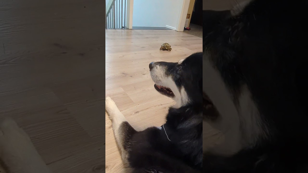 Schildkröte läuft zu Husky 💚 | 🐢 Viking Turtle Olaf 