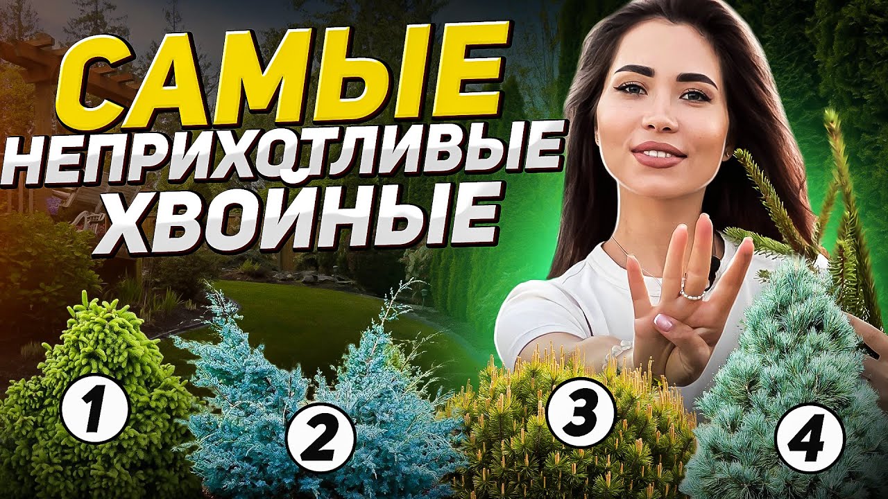 🌲Самые НЕОБЫЧНЫЕ ХВОЙНЫЕ которым не нужен уход