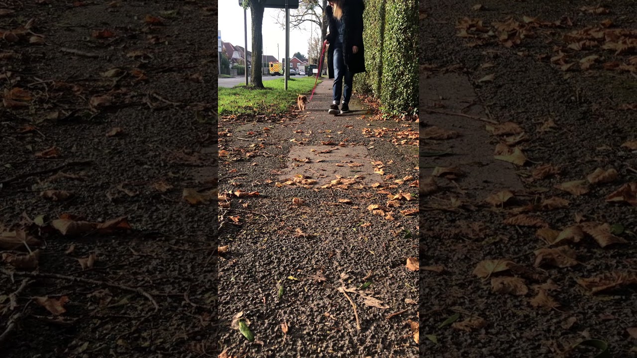 Cavalier King Charles first ever walk