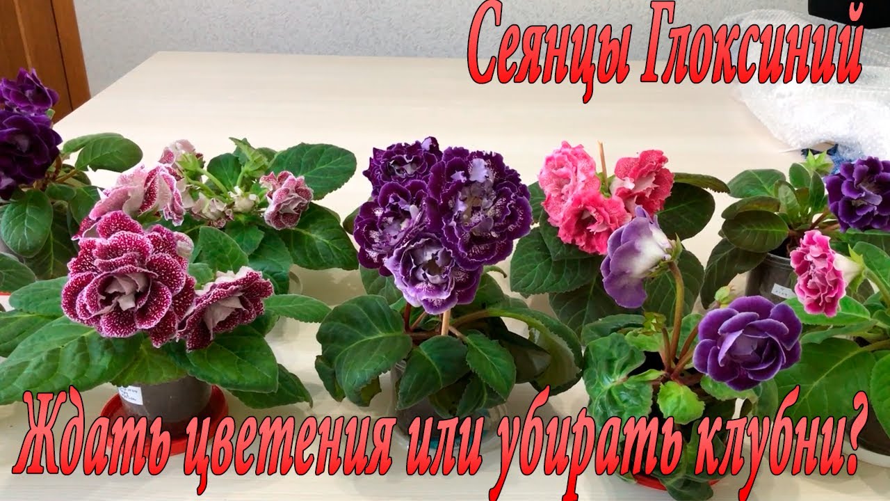 Сеянцы Глоксиний. Ждать цветения или убирать клубни?