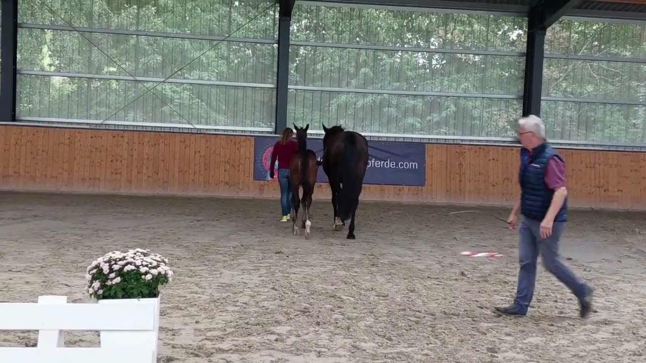 Hengstfohlen Jasper x Clinton I x Contender *05/2023