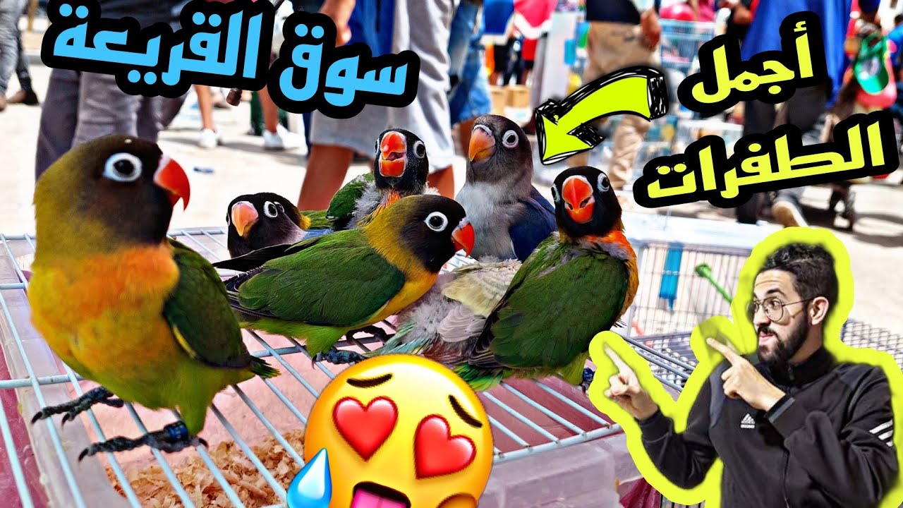أكبر أسواق المغرب للطيور و الحيوانات😲🦜🐕أجمل طفرات الفيشر للترويض🥰 و طيور الكناري بأثمنة معقولة💚✌️