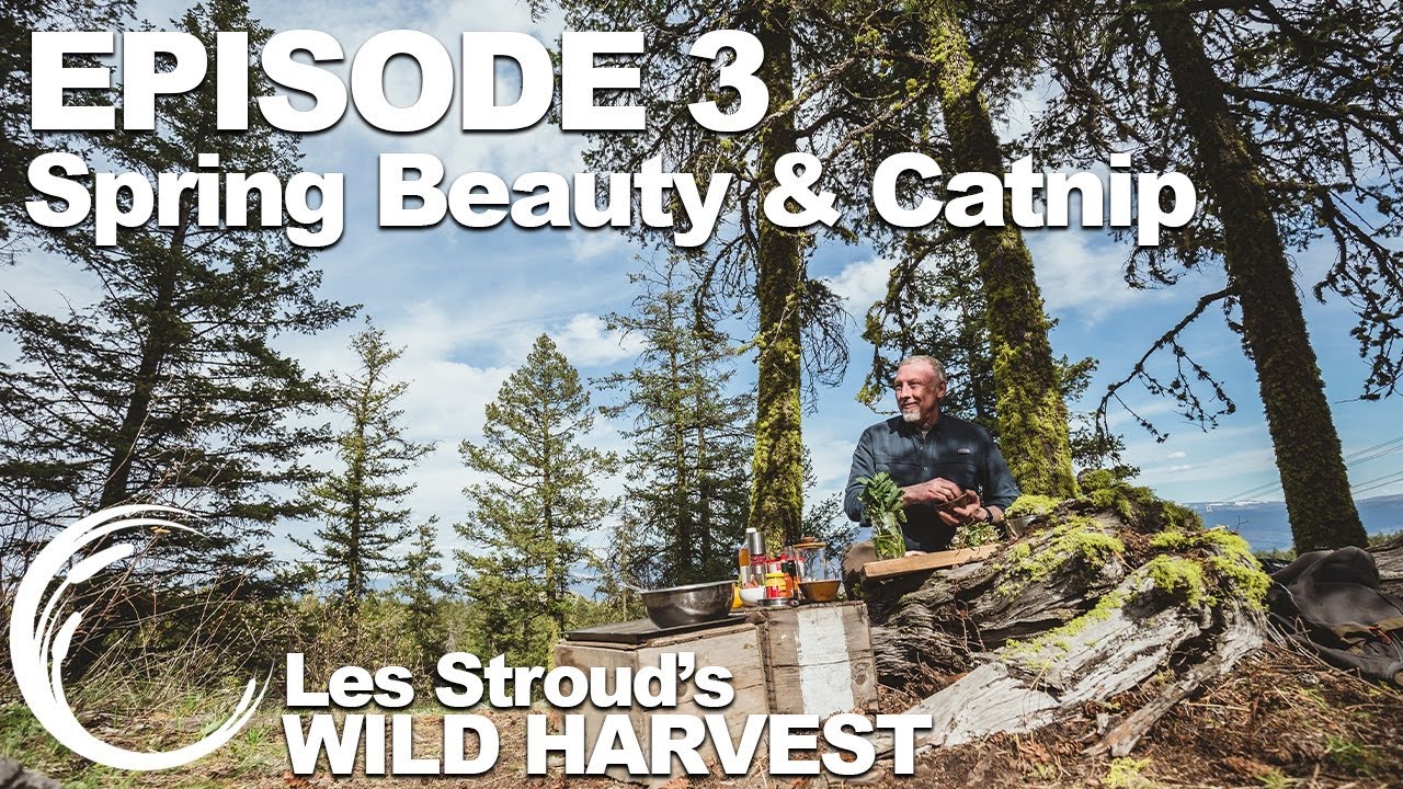 Wild Harvest | Season 2 | Episode 3 |  Spring Beauty & Catnip