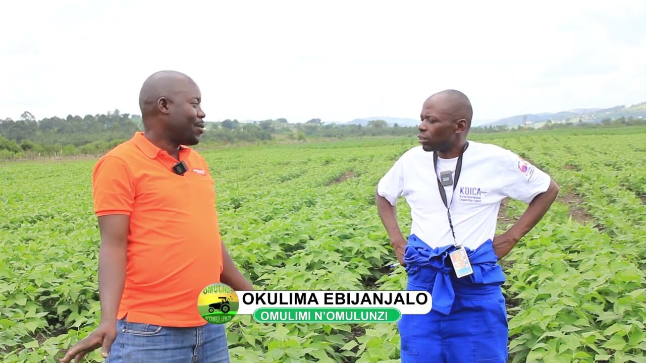 Okulima ebijanjalo part one