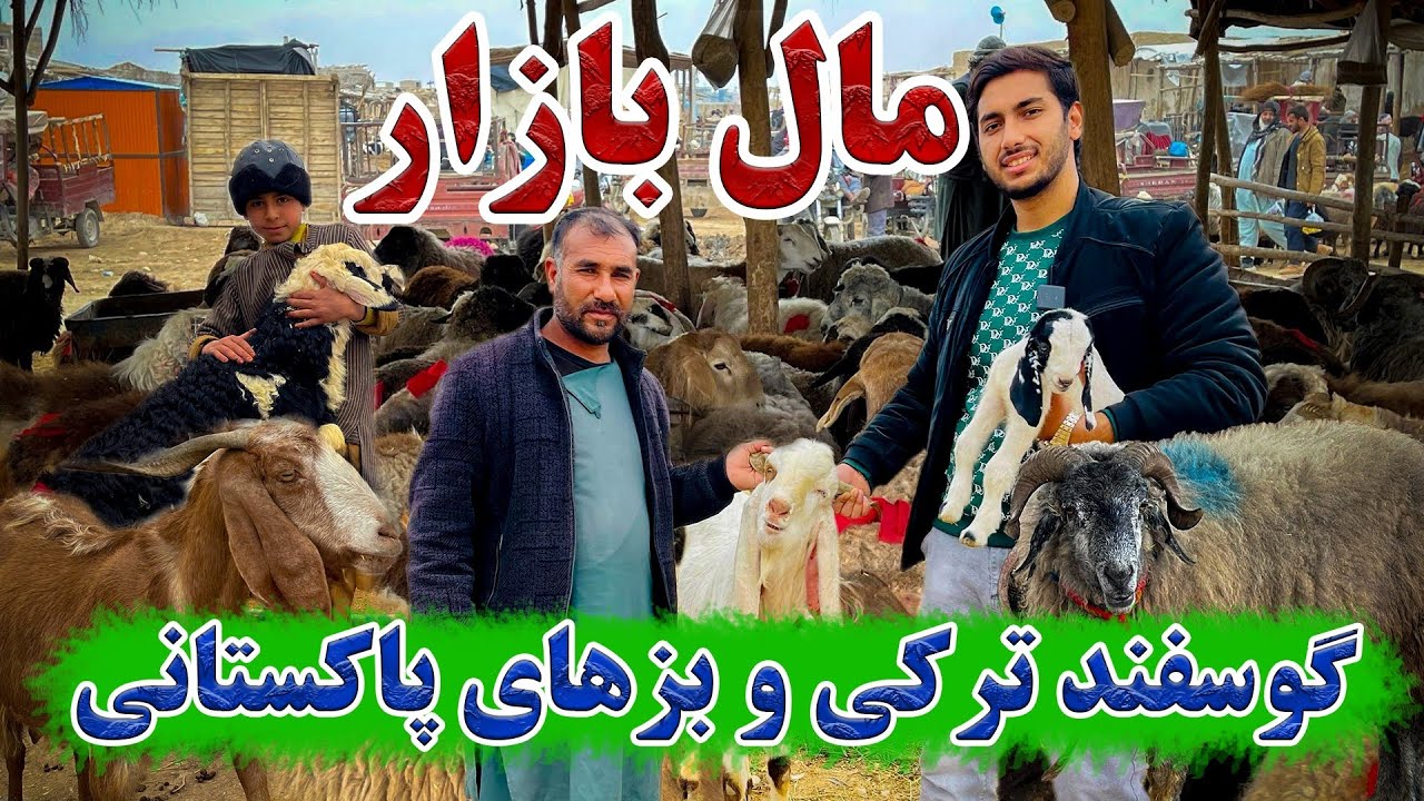مال بازار مزارشریف/ گوسفند قطغنی، عربی، قره قل/ بز اسماری، پاکستانی و وطنی/ ارزش یک گوسفند یک لک