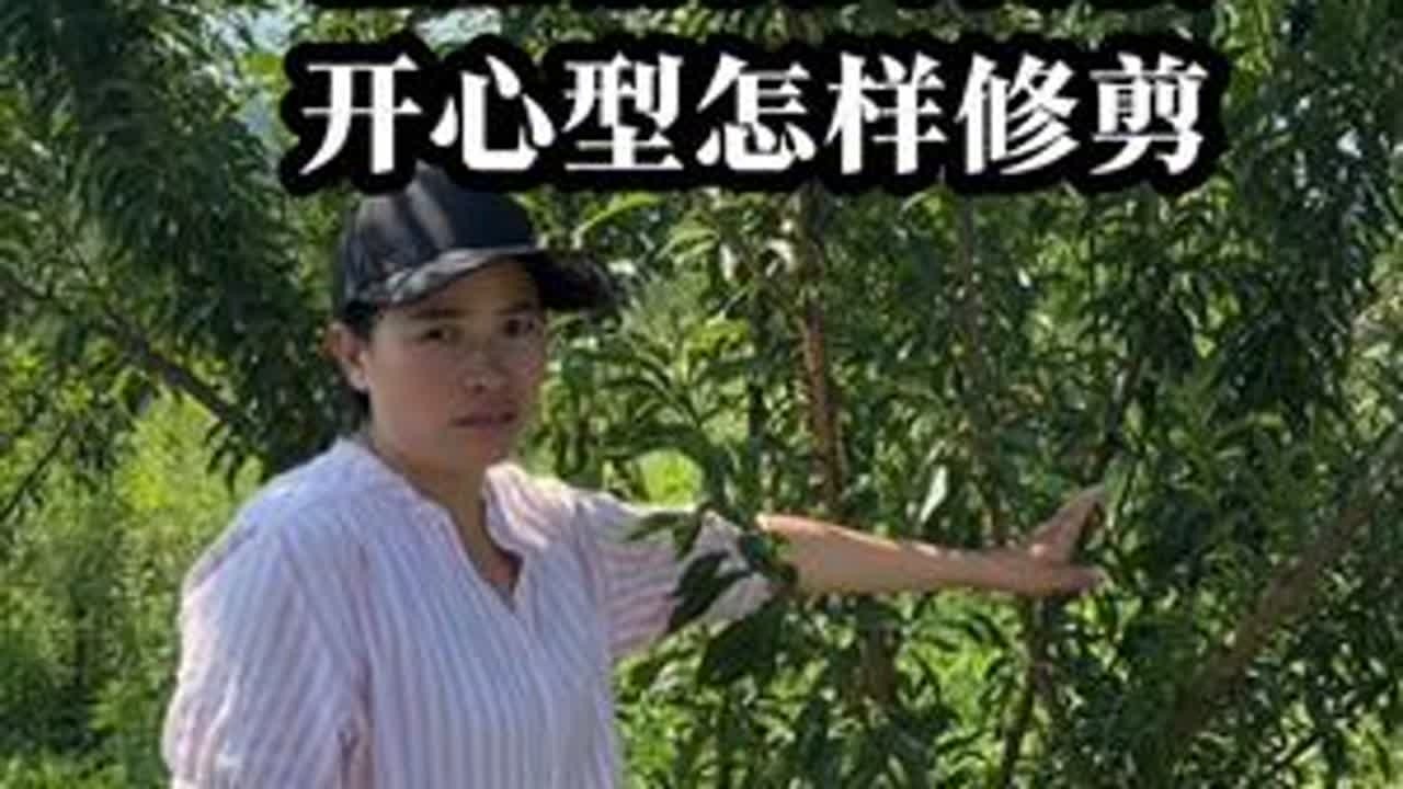 蜂糖李的修剪定型，已经错误的留枝，怎样修剪#三农 #蜂糖李 #修剪 #技术分享 #巧儿蜂糖李种植技术团队