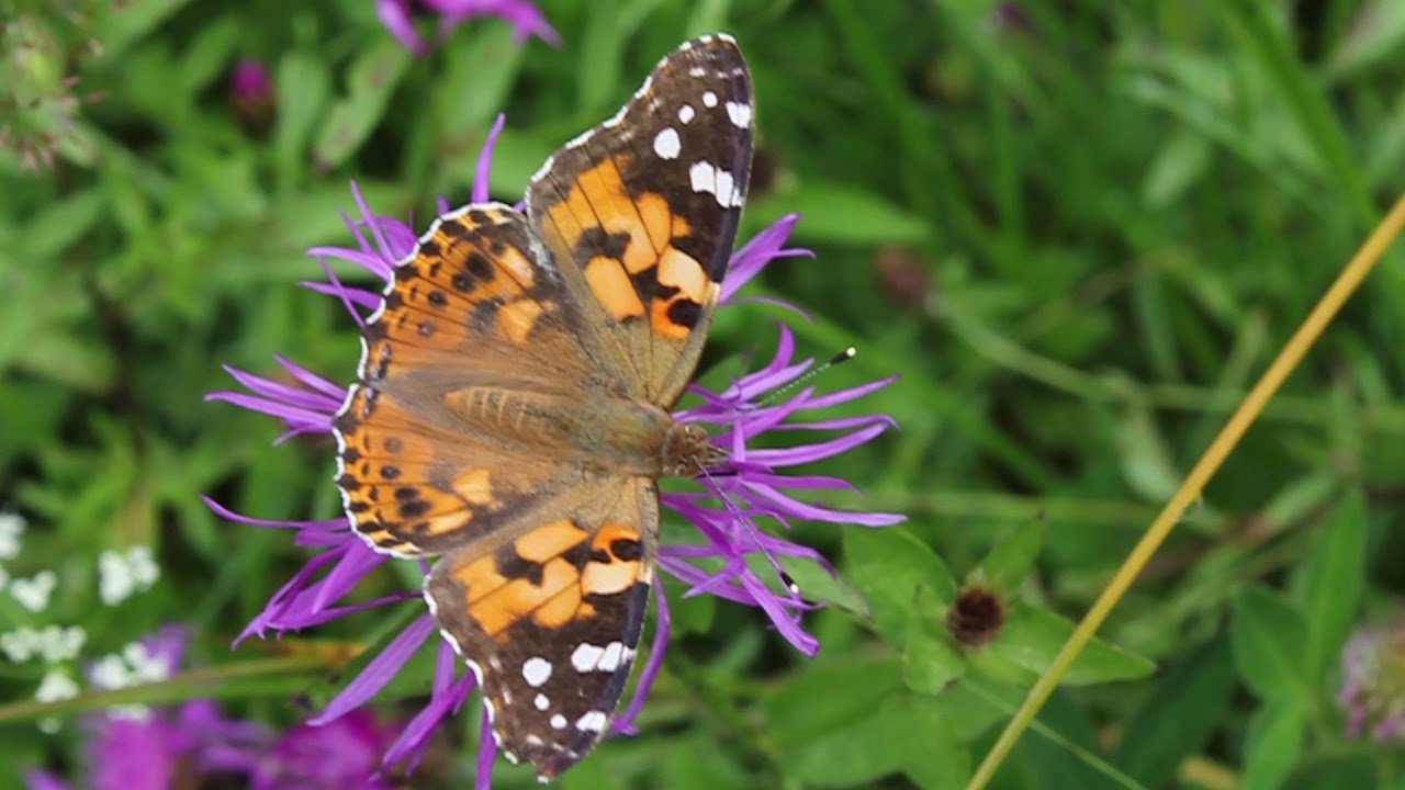 Wildblumen
