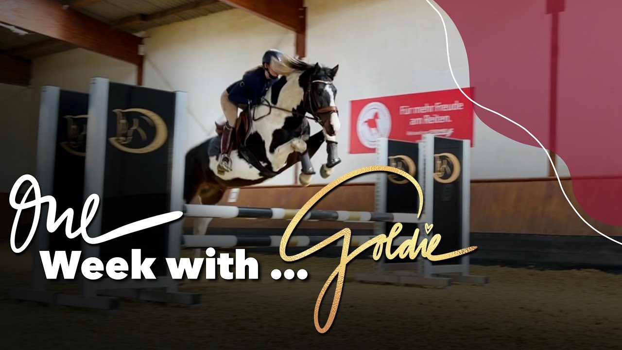 One Week with... Goldie | Folge 3 - Trainingswoche in der Jungpferdeausbildung eines neuen Pferdes