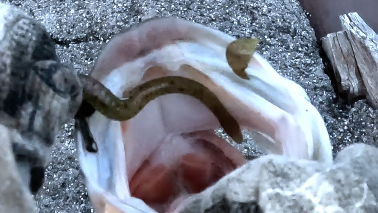 My Top Three Winter Bass Baits