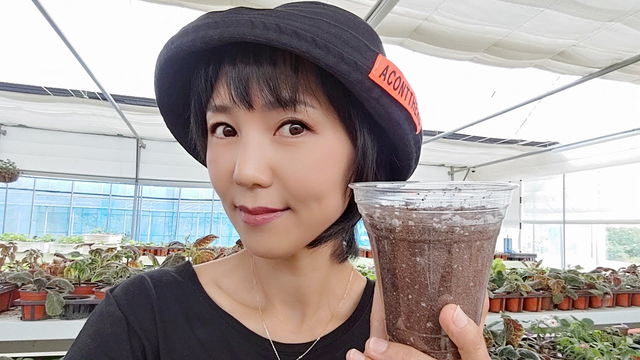 내가 마스터한 제라늄 물주기 방법!물주기 완결판!초보자에게 희소식~긴 영상
