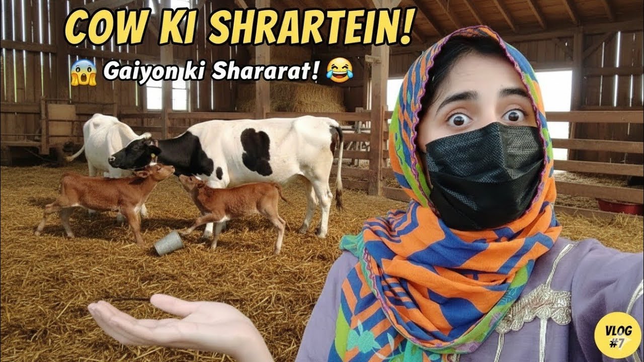 Meri Cow Ki Sharartein|Dairy farm in Pakistan |milking of cow 