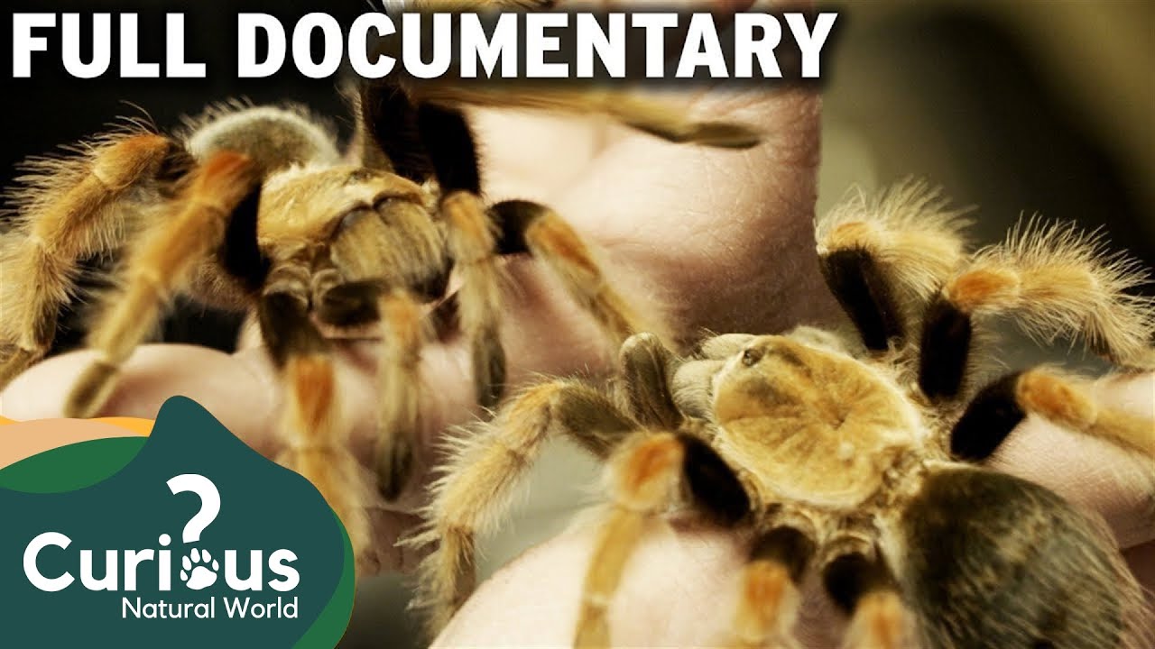 An EXOTIC Pet Store FULL Of DEADLY Animals ☠️ | Curious?: Natural World