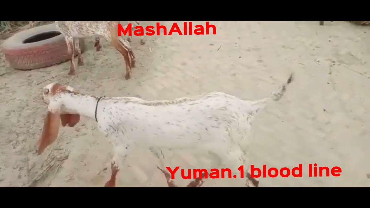 MEMORIES OF YUMAM ❤️(shared by Syed Ali Shah Sab)