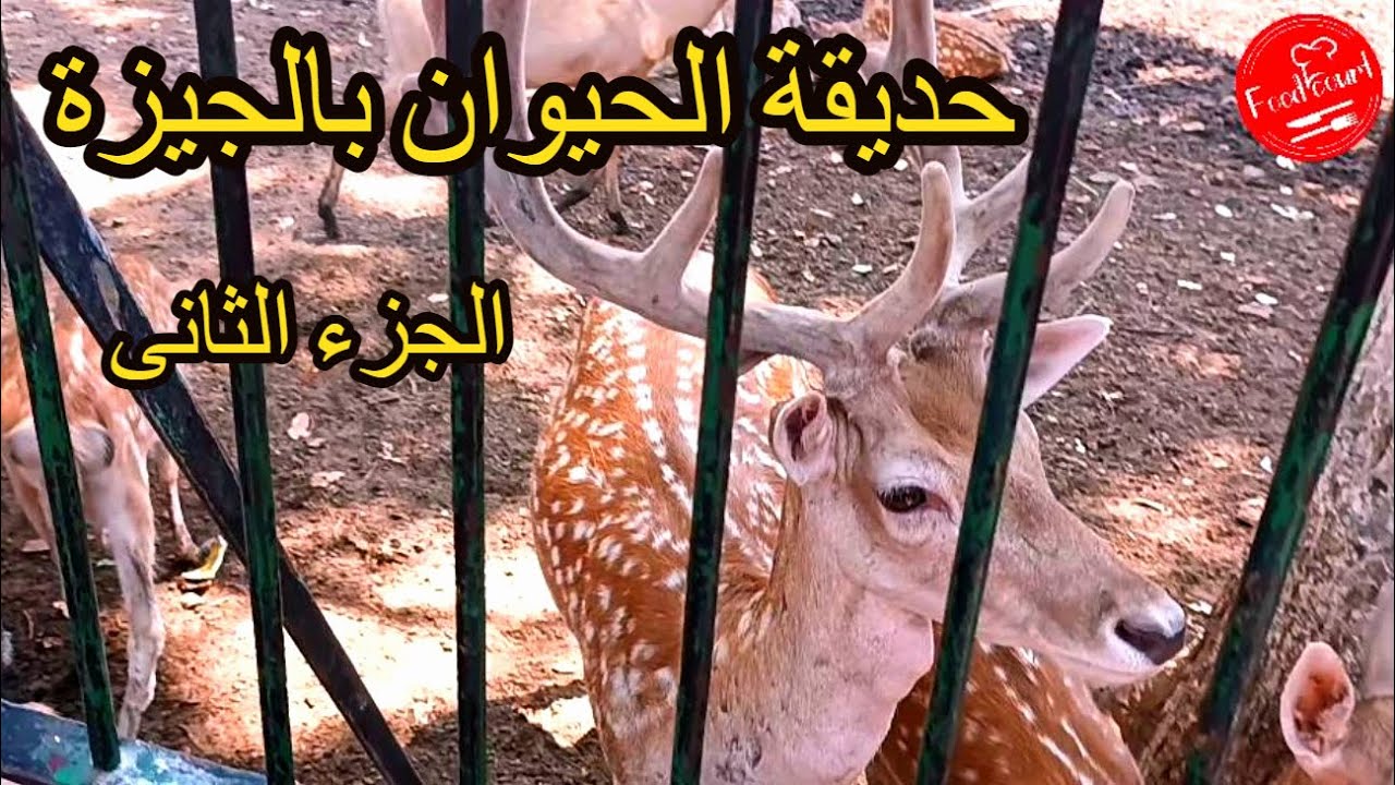جولة في حديقة الحيوان بالجيزة 2022 الجزء الثانى🐪🦌🐐