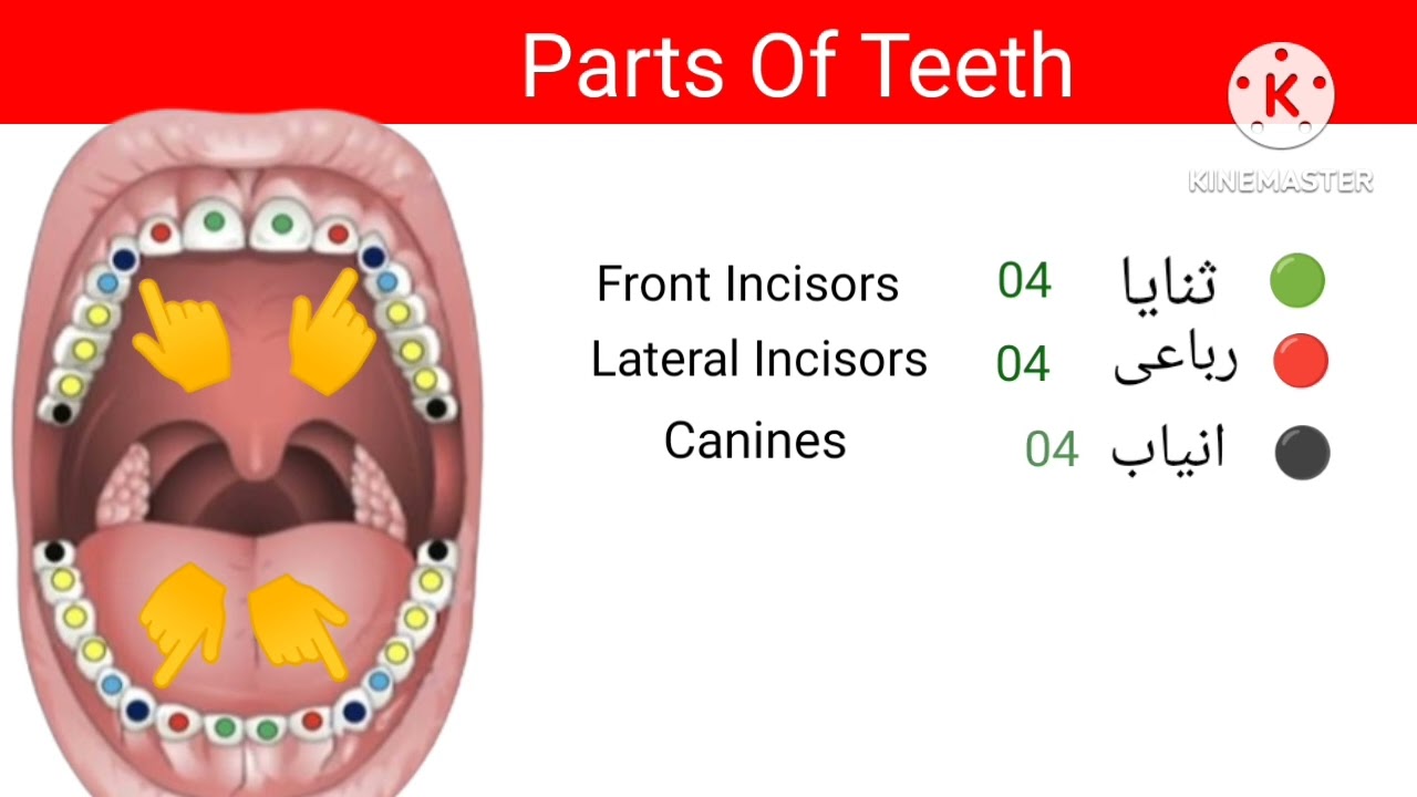 Parts Of Tongue & Teeth | Makharij ka Bayan | Tajweed Rules | Urdu/Hindi |Tajweed ul Quran tutor