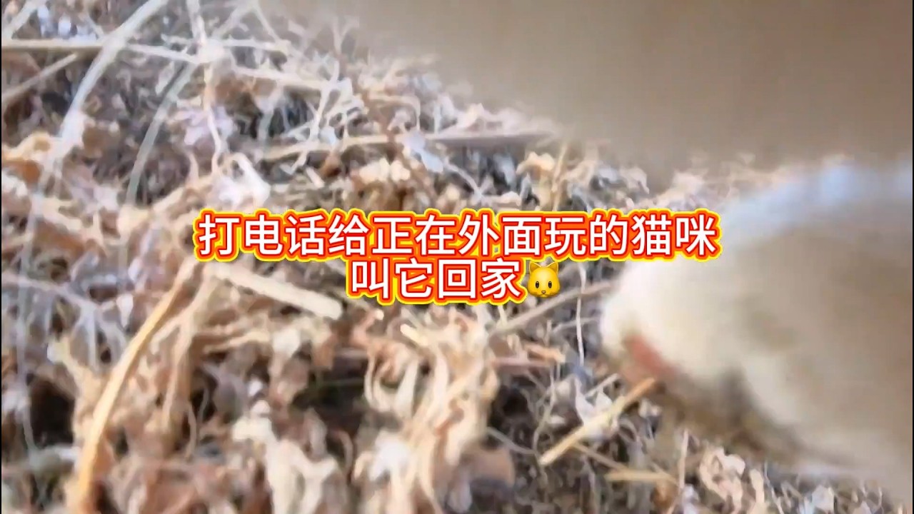让我们用猫咪第一视角看猫咪的待客之道#猫咪的迷惑行为【小黄不太黄】