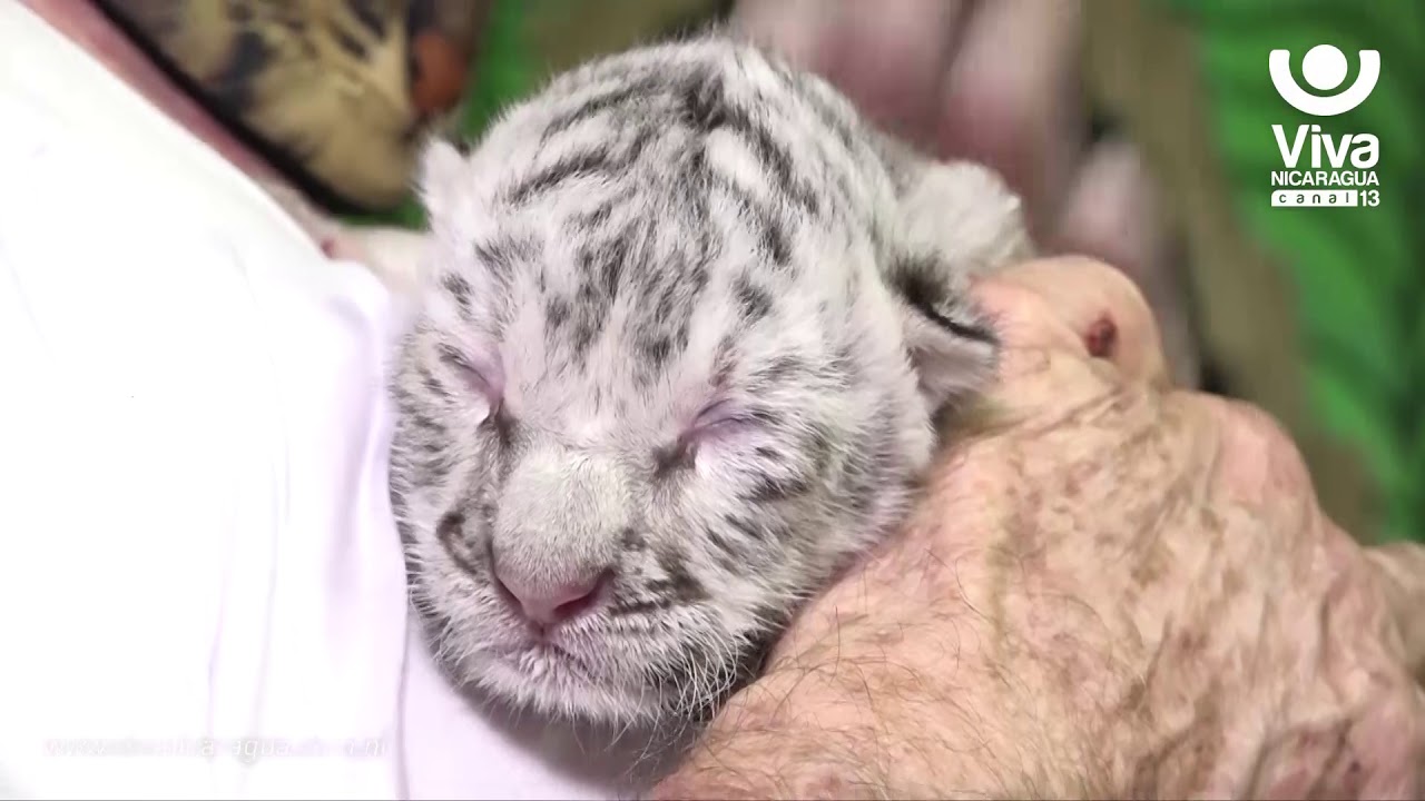 Nace tigresa de bengala albina en el Zoológico de Nicaragua
