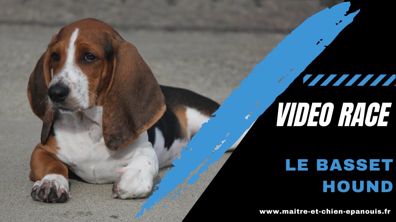 Tout savoir sur le Basset Hound