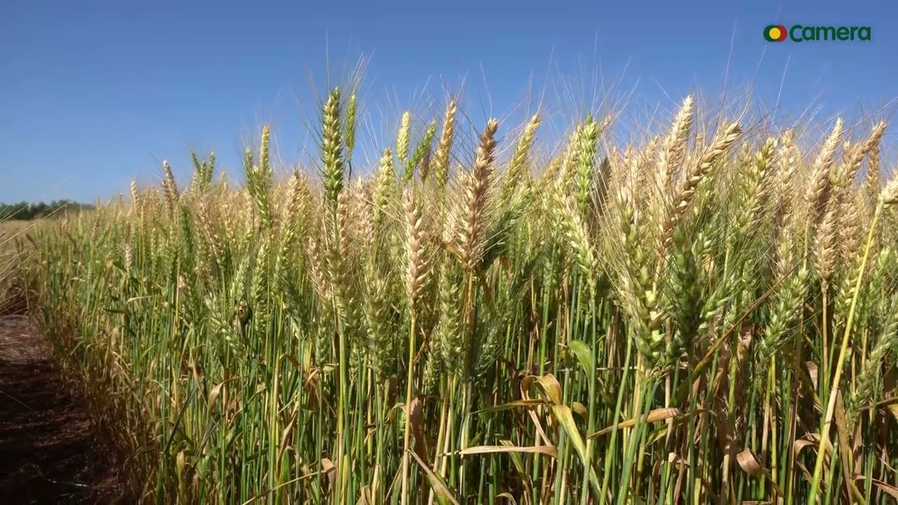 TRIGO: Dessecação e Vantagens para a Colheita e Produtividade da Lavoura