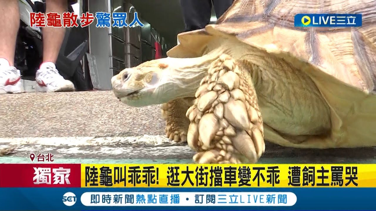 你怎麼把烏龜罵哭了...陸龜叫