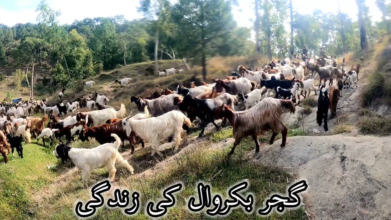 LifeStyle Of BakarWal Family || Gujjar Bakarwal Family|| Nature's Traveler||Lifstyle Gujjar Bakarwal