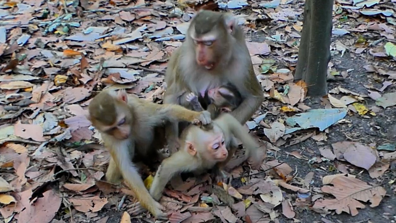 What Happen next when Jacee want to play Newborn Lucan and stay around in Family Loy  !