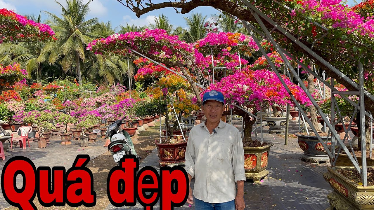 19/01/2025📱 037 6744575 gặp Được 📱vườn bông giấy tuyệt đẹp